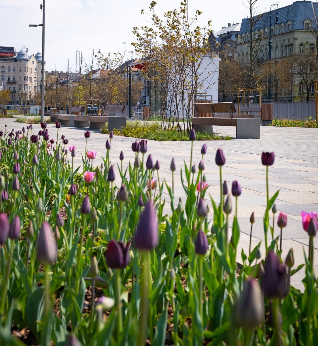 Autóparkoló helyett zöld sétány Galéria kép 1
