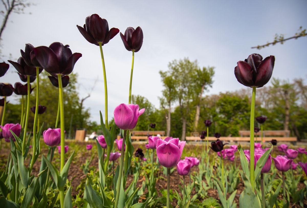 Autóparkoló helyett zöld sétány Galéria kép 2
