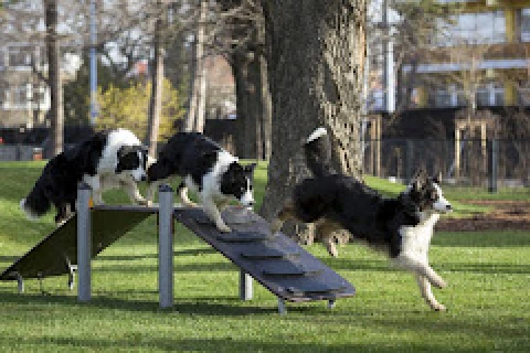 A ebeknek is élmény: új, kutyás parkrész